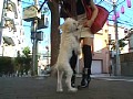 サンプル画像 31