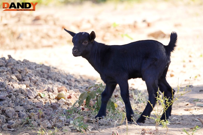 サンプル画像 7