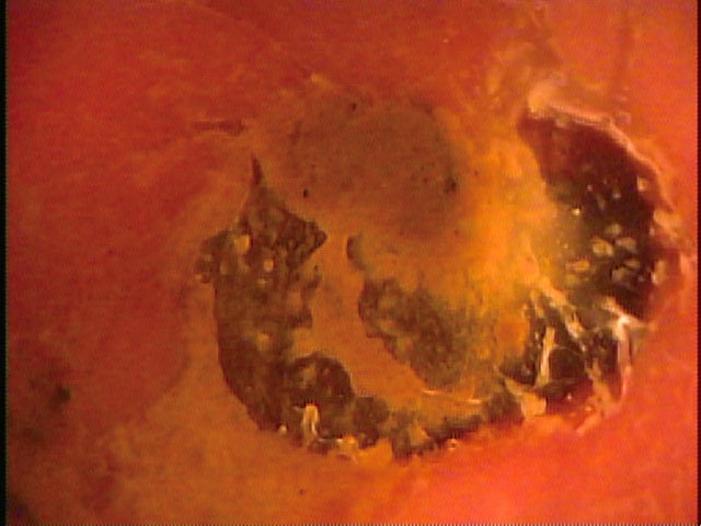 サンプル画像 3