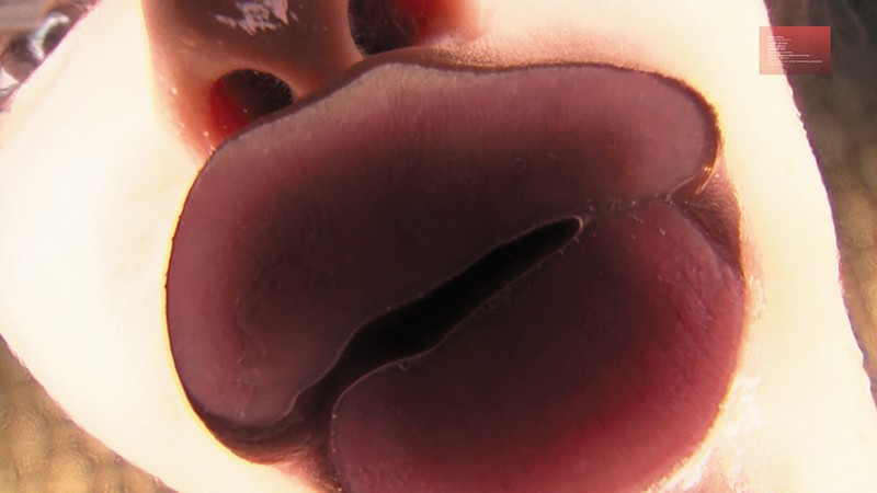 サンプル画像 11