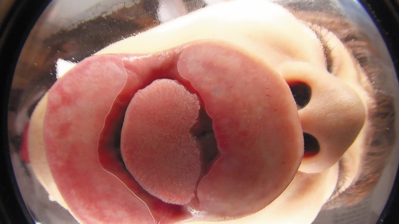 サンプル画像 4