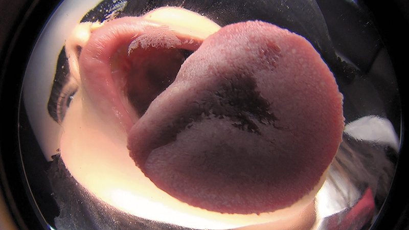 サンプル画像 8