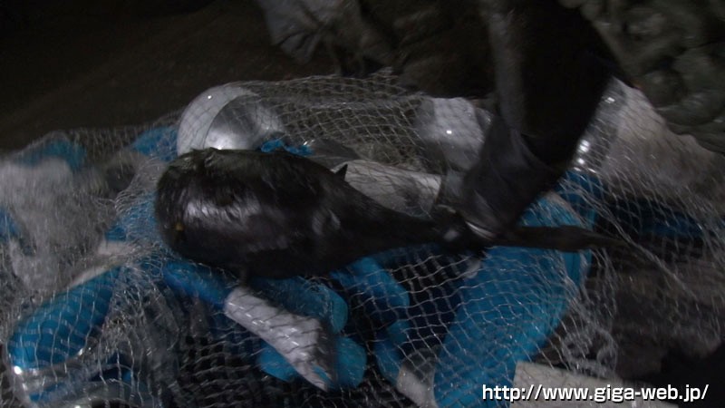 サンプル画像 4