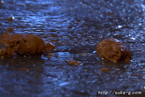 サンプル画像 12