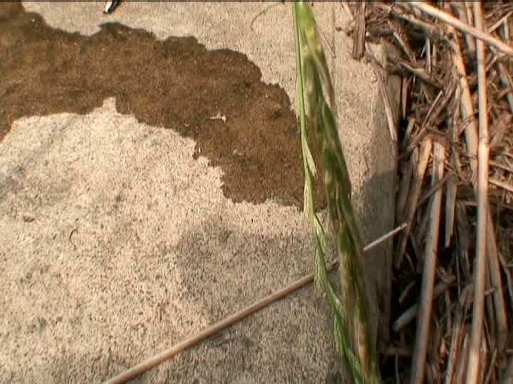 サンプル画像 16