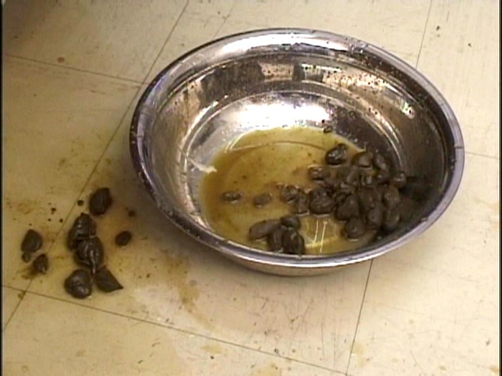 サンプル画像 16