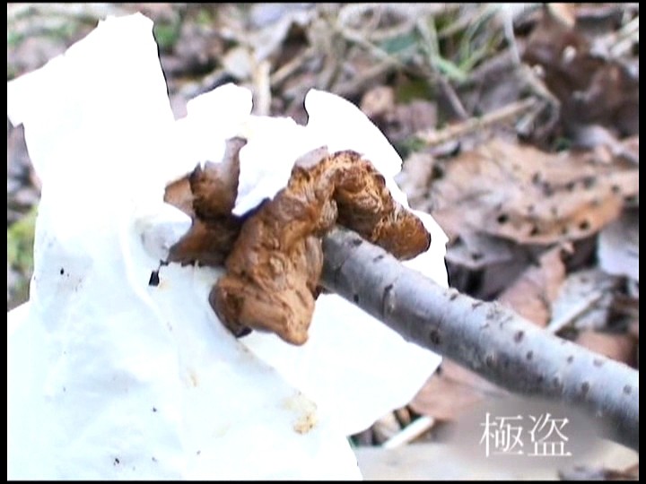 サンプル画像 21