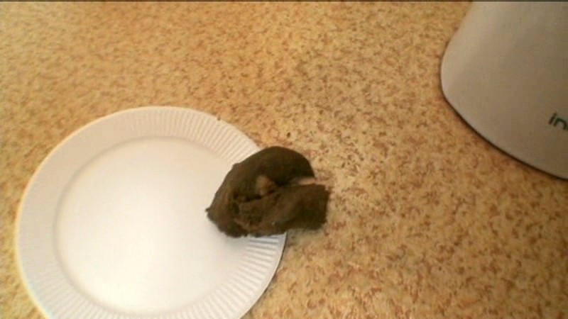 サンプル画像 14