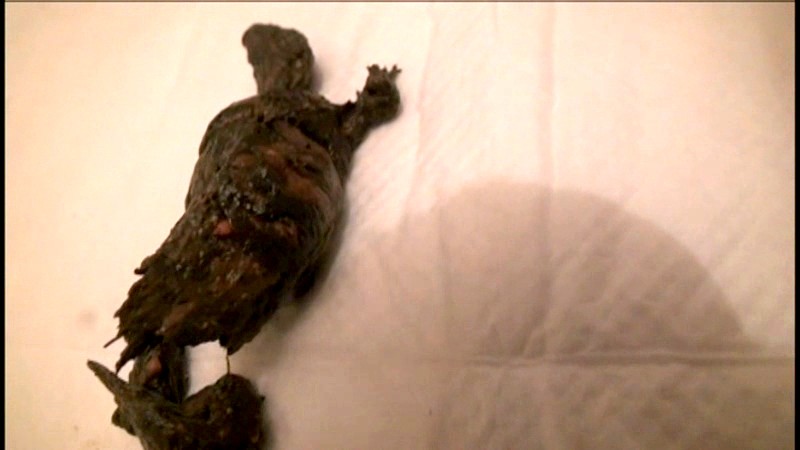 サンプル画像 12